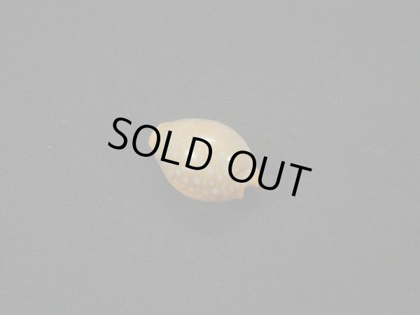 画像2: ミカンダカラ 死殻だけど美品 (2)