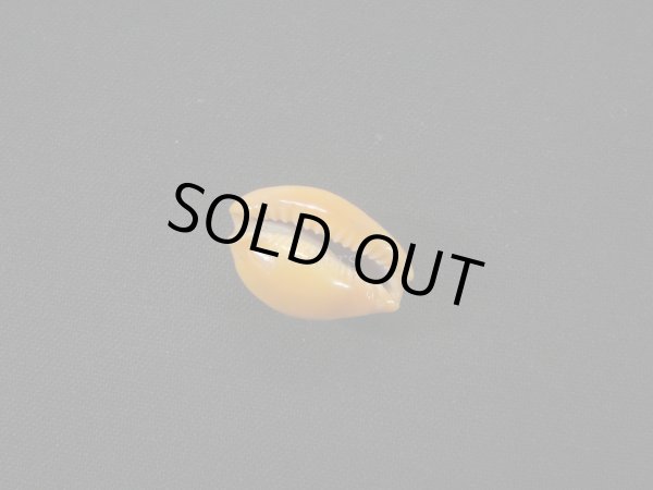 画像3: ミカンダカラ 死殻だけど美品 (3)