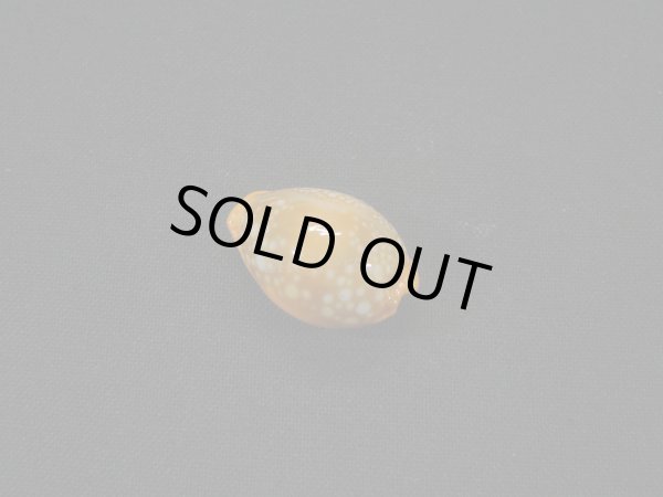 画像2: ミカンダカラ 生貝 濃色だけどシッピングダメージ (2)