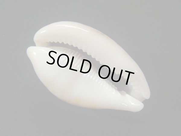 画像3: ヒョウダカラ (3)