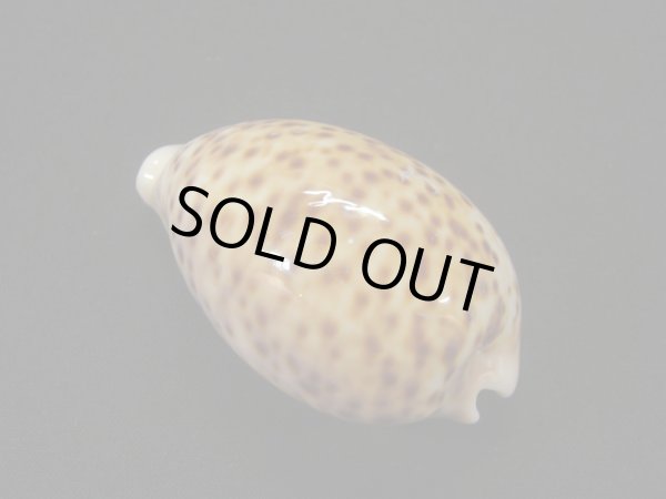 画像2: ヒョウダカラ (2)