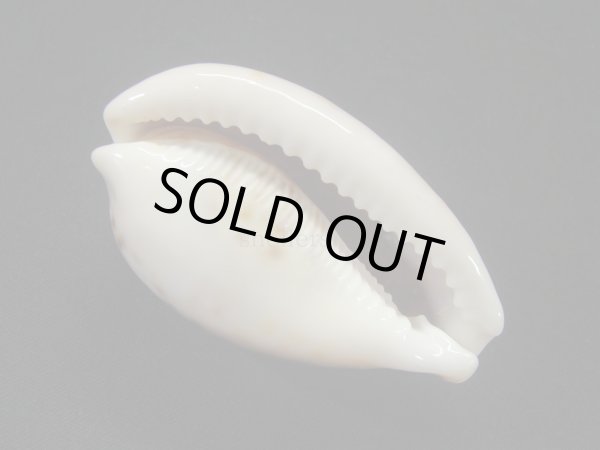 画像3: ヒョウダカラ (3)