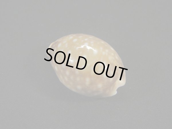 画像2: クロホシキヌタ (2)