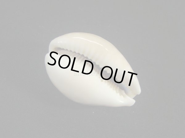 画像3: クロホシキヌタ (3)