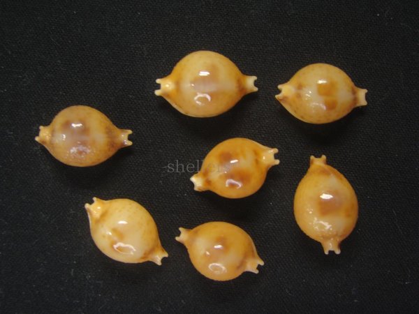 画像1: サーマルコゲチドリ(Pustularia bistrinotata bistrinotata var.samarensis) (1)
