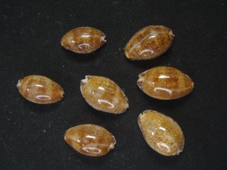 タカラガイ・ウミウサギ類 - Kaiショップ