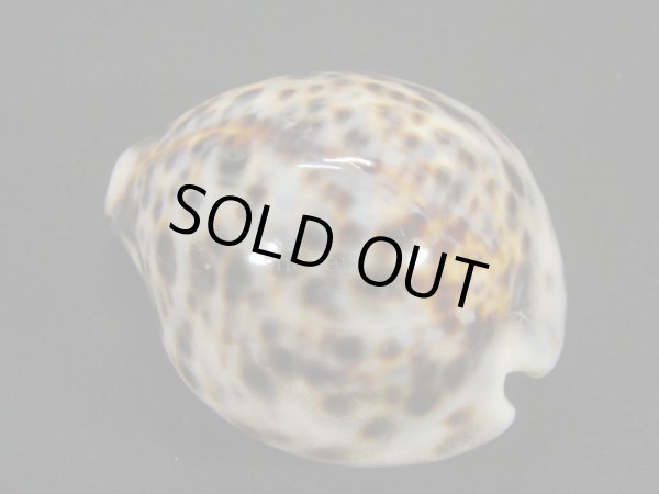 画像2: ホシダカラ 小型 ユニークフォーム 美麗模様 (2)