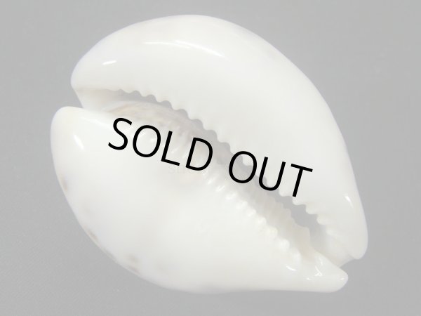 画像3: ホシダカラ 小型 ユニークフォーム 美麗模様 (3)