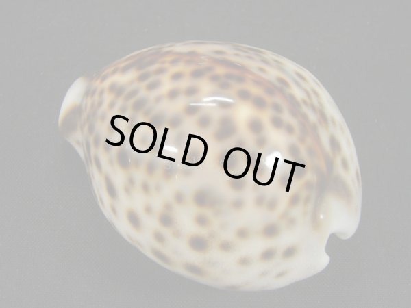 画像2: ホシダカラ　小型　ユニークフォーム　美麗模様 (2)