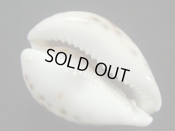 画像3: ホシダカラ　小型　ユニークフォーム　美麗模様 (3)