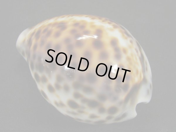 画像2: ホシダカラ　美麗模様 (2)