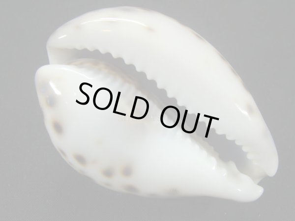 画像3: ホシダカラ　美麗模様 (3)