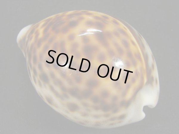 画像2: ホシダカラ　美麗模様 (2)