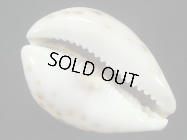 画像3: ホシダカラ　美麗模様 (3)