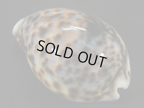 画像2: ホシダカラ　ユニークフォーム　美麗模様 (2)