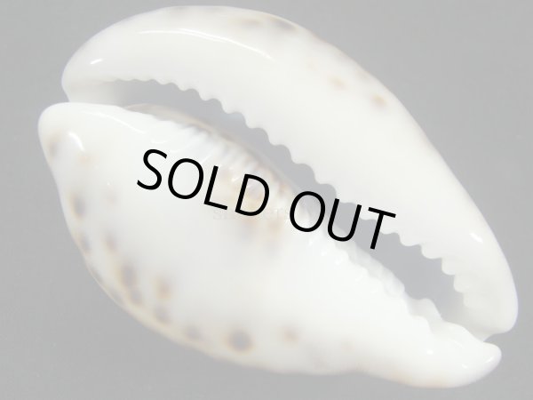 画像3: ホシダカラ　ユニークフォーム　美麗模様 (3)