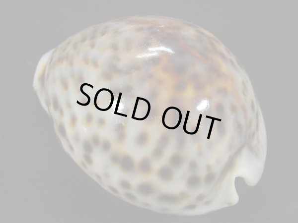 画像2: ホシダカラ　美麗模様 (2)