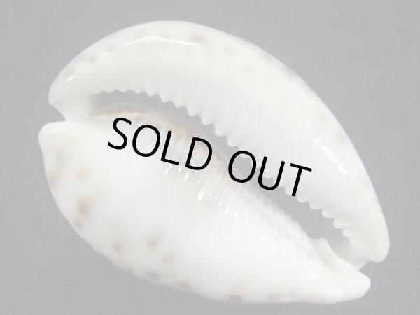 画像3: ホシダカラ　美麗模様 (3)