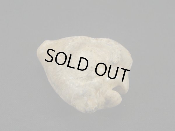 画像2: ムカシリュウグウダカラ form.caputviperae (2)