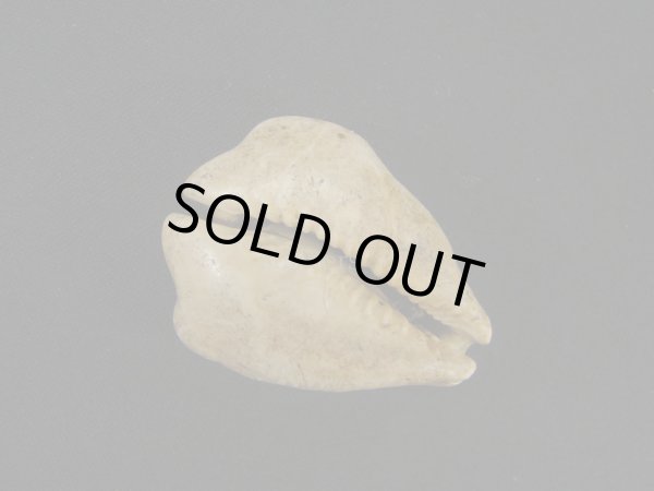 画像3: ムカシリュウグウダカラ form.caputviperae (3)