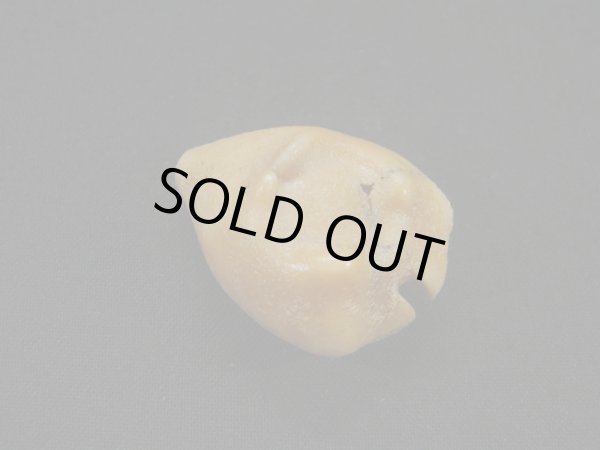 画像2: ムカシリュウグウダカラ form.caputviperae (2)