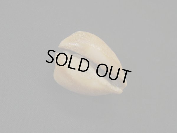 画像3: ムカシリュウグウダカラ form.caputviperae (3)