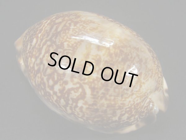 画像2: クロヤクシマダカラ 特大 (2)