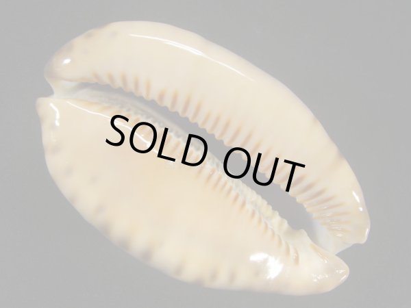 画像3: クロヤクシマダカラ 特大 (3)