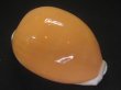 画像1: ナンヨウダカラ(Lyncina aurantium) 難ありだけど特美品 (1)