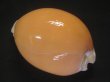 画像2: ナンヨウダカラ(Lyncina aurantium) 難ありだけど特美品 (2)