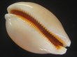 画像3: ナンヨウダカラ(Lyncina aurantium) 難ありだけど特美品 (3)