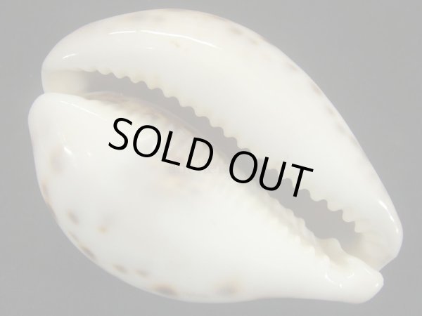 画像3: ホシダカラ　ケニアラスティー (3)