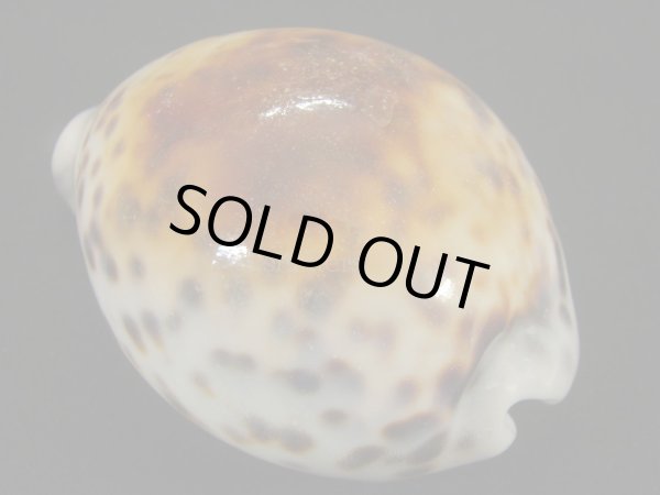 画像2: ホシダカラ　ケニアラスティー (2)