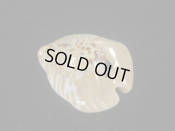 画像2: ドンモーリーニセネズミダカラ(Muracypraea mus biscornis f.donmoori) 老成 (2)