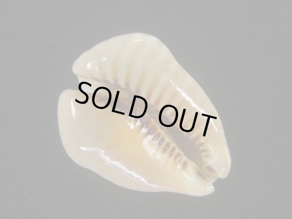 画像3: ドンモーリーニセネズミダカラ(Muracypraea mus biscornis f.donmoori) 老成 (3)