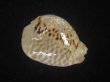 画像1: ドンモーリーニセネズミダカラ(Muracypraea mus biscornis f.donmoori) 老成 (1)