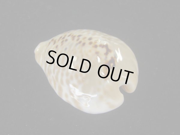 画像2: ドンモーリーニセネズミダカラ(Muracypraea mus biscornis f.donmoori) 老成 (2)