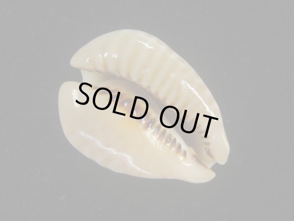 画像3: ドンモーリーニセネズミダカラ(Muracypraea mus biscornis f.donmoori) 老成 (3)