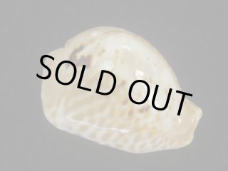 タカラガイ・ウミウサギ類 - Kaiショップ