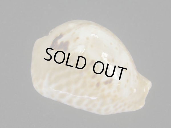 画像1: ドンモーリーニセネズミダカラ(Muracypraea mus biscornis f.donmoori) 大　老成 (1)