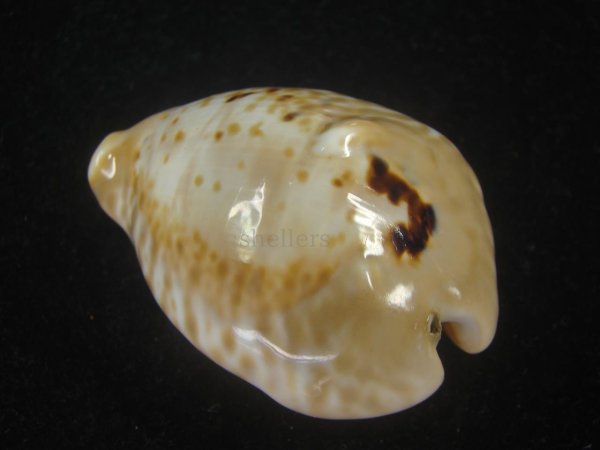 画像2: ドンモーリーニセネズミダカラ(Muracypraea mus biscornis f.donmoori) 大　老成 (2)