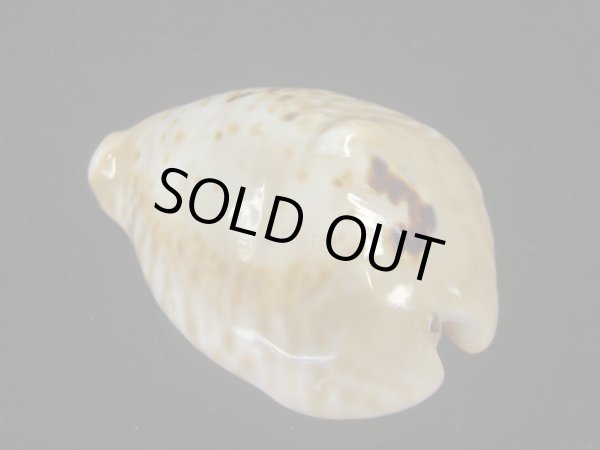 画像2: ドンモーリーニセネズミダカラ(Muracypraea mus biscornis f.donmoori) 大　老成 (2)