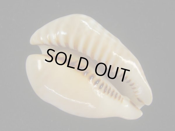 画像3: ドンモーリーニセネズミダカラ(Muracypraea mus biscornis f.donmoori) 大　老成 (3)