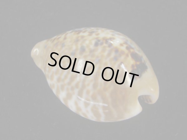 画像2: ニセネズミダカラ(Muracypraea mus biscornis) 美品 (2)