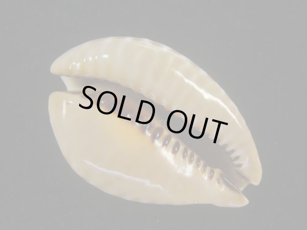 画像3: ニセネズミダカラ(Muracypraea mus biscornis) 美品 (3)