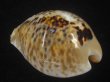 画像2: トリストニセネズミダカラ(Muracypraea mus biscornis f.tristensis) 大　老成　美品 (2)
