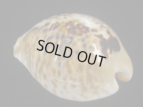 画像2: トリストニセネズミダカラ(Muracypraea mus biscornis f.tristensis) 大　老成　美品 (2)