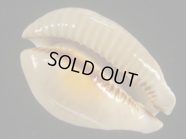 画像3: トリストニセネズミダカラ(Muracypraea mus biscornis f.tristensis) 大　老成　美品 (3)