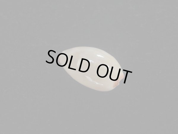 画像2: ロレンツオサナダカラ(Cypraea reevei lorenzoi) (2)