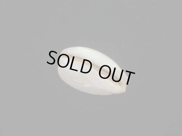 画像3: ロレンツオサナダカラ(Cypraea reevei lorenzoi) (3)